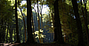 Selva Ciminia